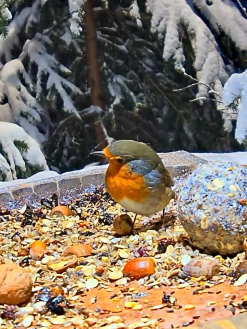 livebirdspoland_f96d3a29ca7cb10ce4ec9a968a0d69b5.jpg