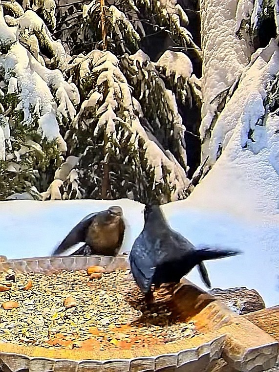 livebirdspoland_44b00b228223cd797da30a1365e80dc7.jpg