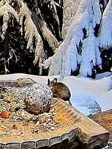 livebirdspoland_b9fdde4638731dbd92908af11e79d78a.jpg