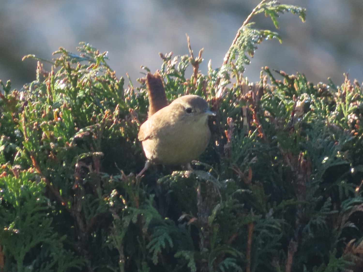 livebirdspoland_a368873ca0a81da5314cf4c7207e45ba.jpg