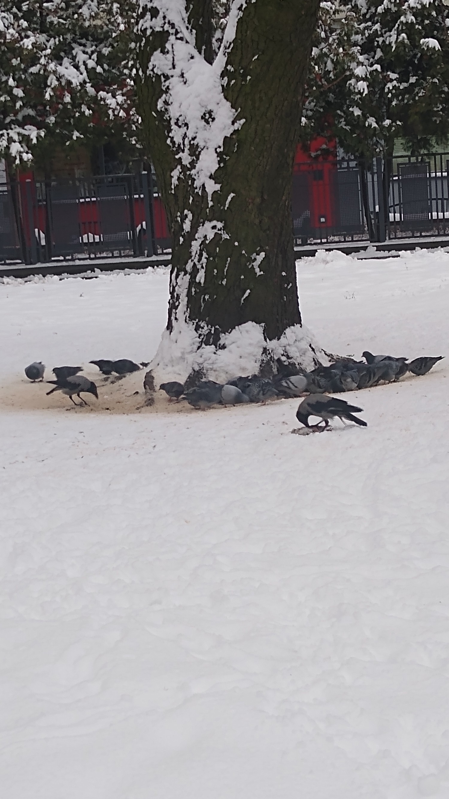 livebirdspoland_fb8dc97a289e81655df0e2876edc2b67.jpg