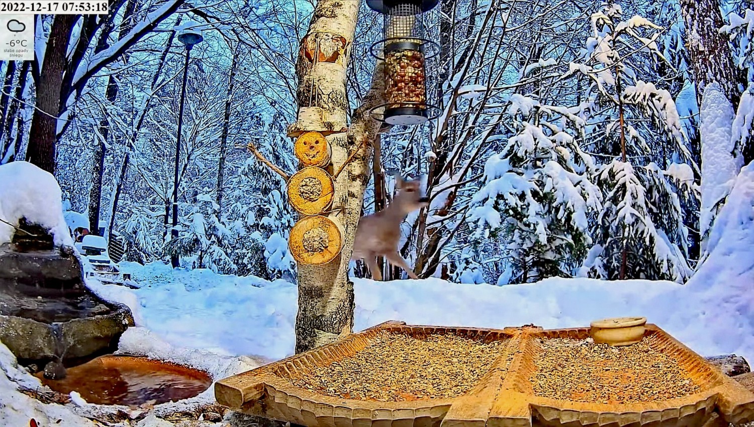 livebirdspoland_523c298e082fd0511b4a166367047810.jpg
