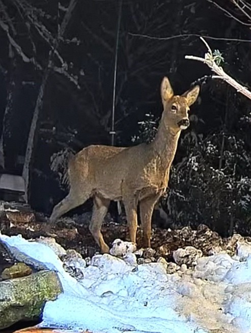 livebirdspoland_3dd91e177060c60f8f96cbbdf09f2498.jpg