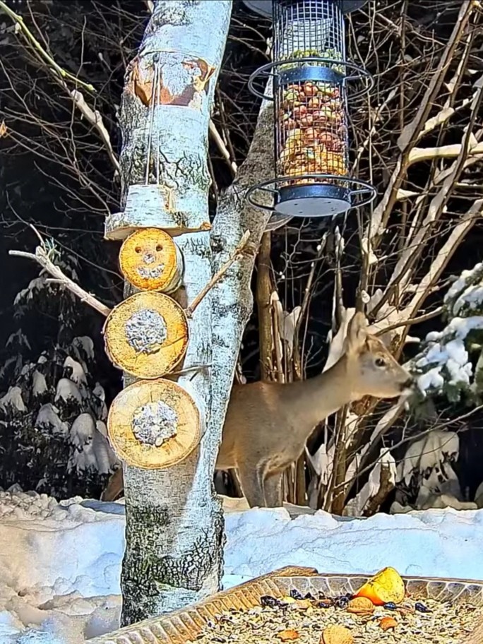 livebirdspoland_7b5b4e29cfe8f668ca38af61329e58c8.jpg