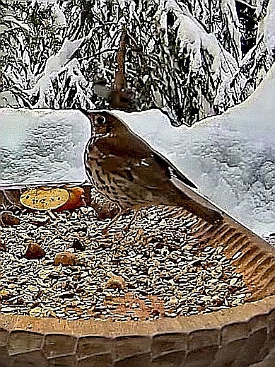 livebirdspoland_707c2304c5b6f8fb0fcbd1275cb11333.jpg