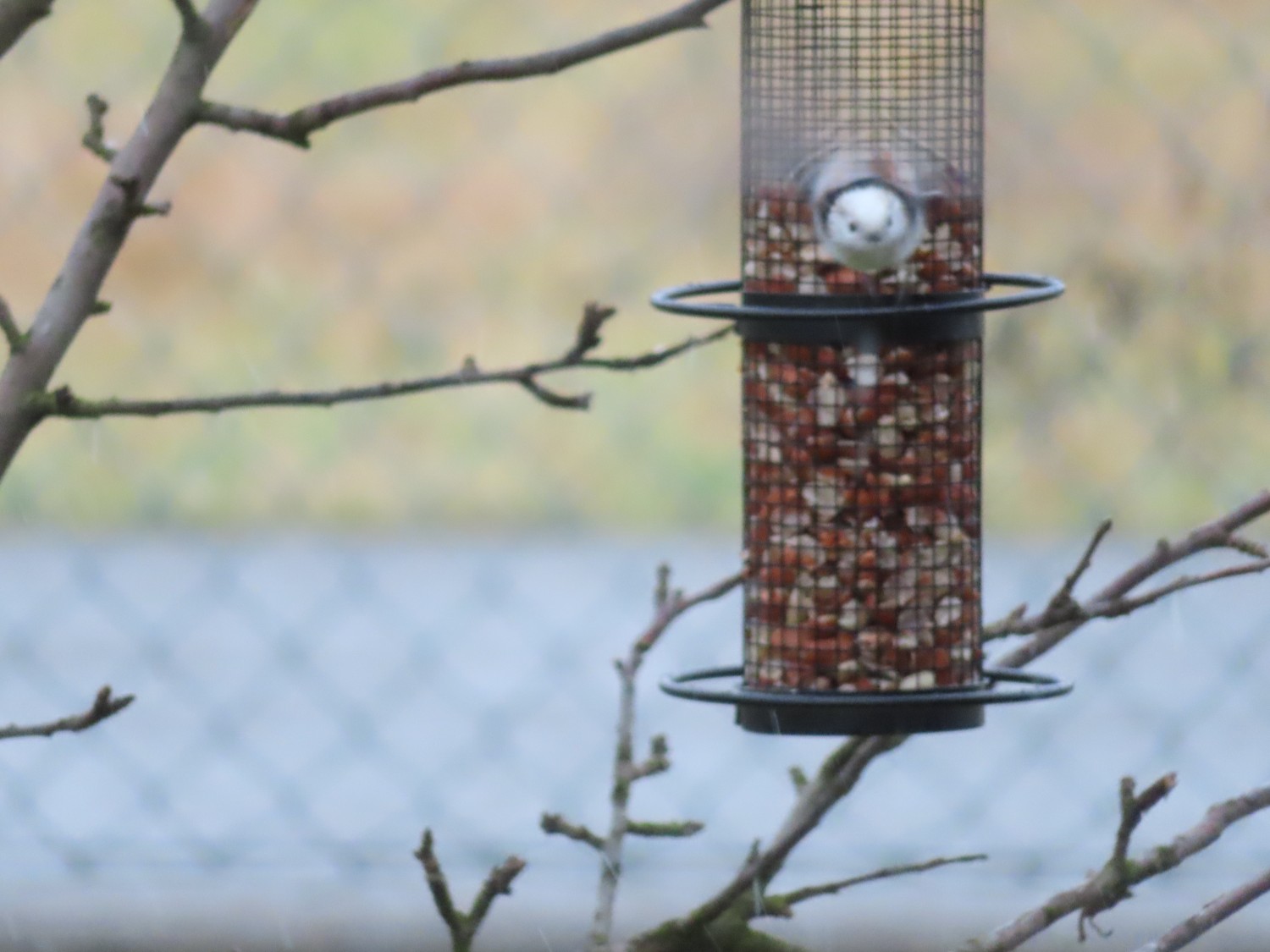 livebirdspoland_098dd1f6d15548691322e2ae5b335cef.jpg