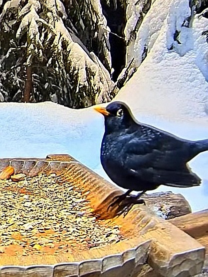 livebirdspoland_d62ec8eae8e650ab4bac9c76d0786058.jpg