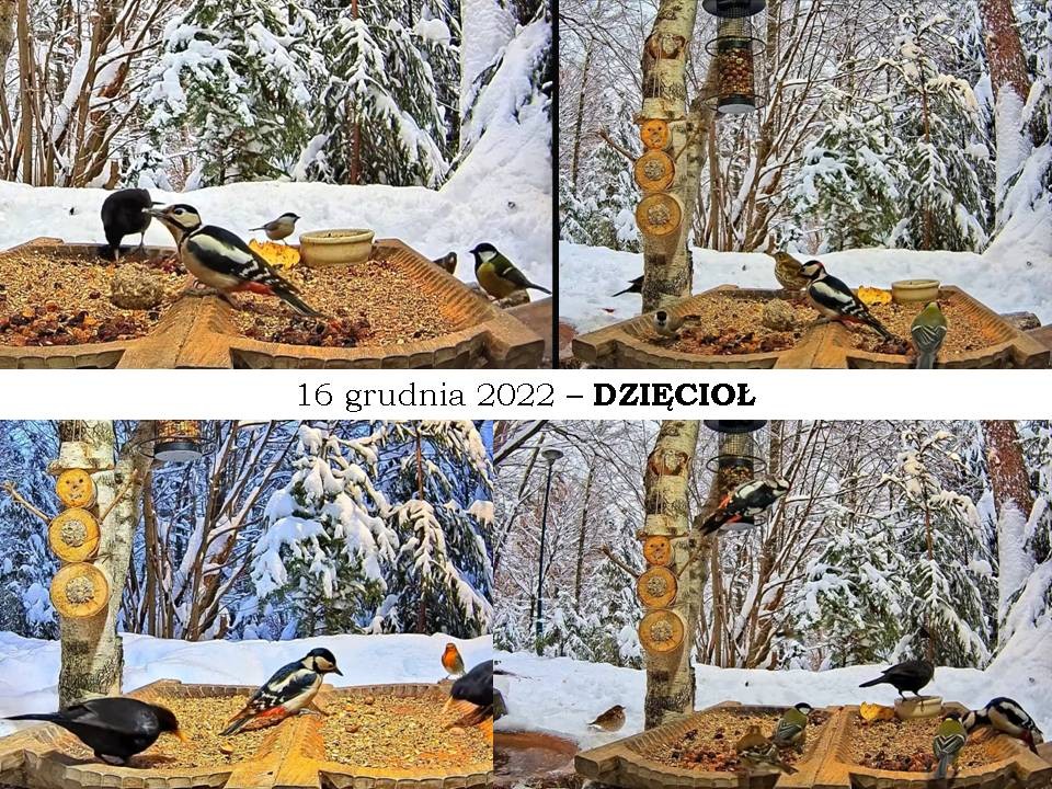 livebirdspoland_85acad3903a012b89ff471d11b0965e7.jpg