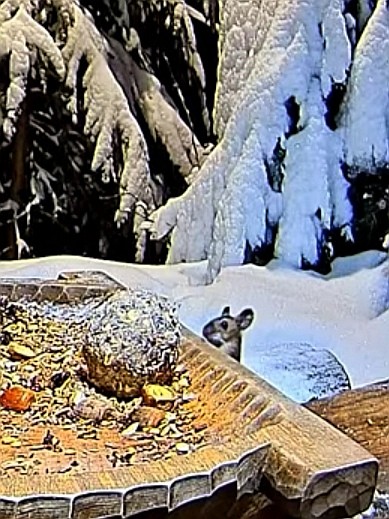 livebirdspoland_b6a5e4ed8f8595a84f0b7791a0fbbd70.jpg