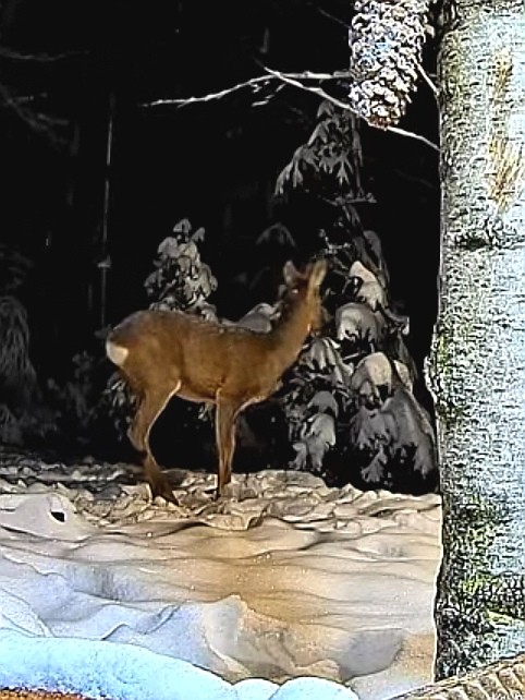 livebirdspoland_8c1469665629a61f961e08e532c11cd3.jpg