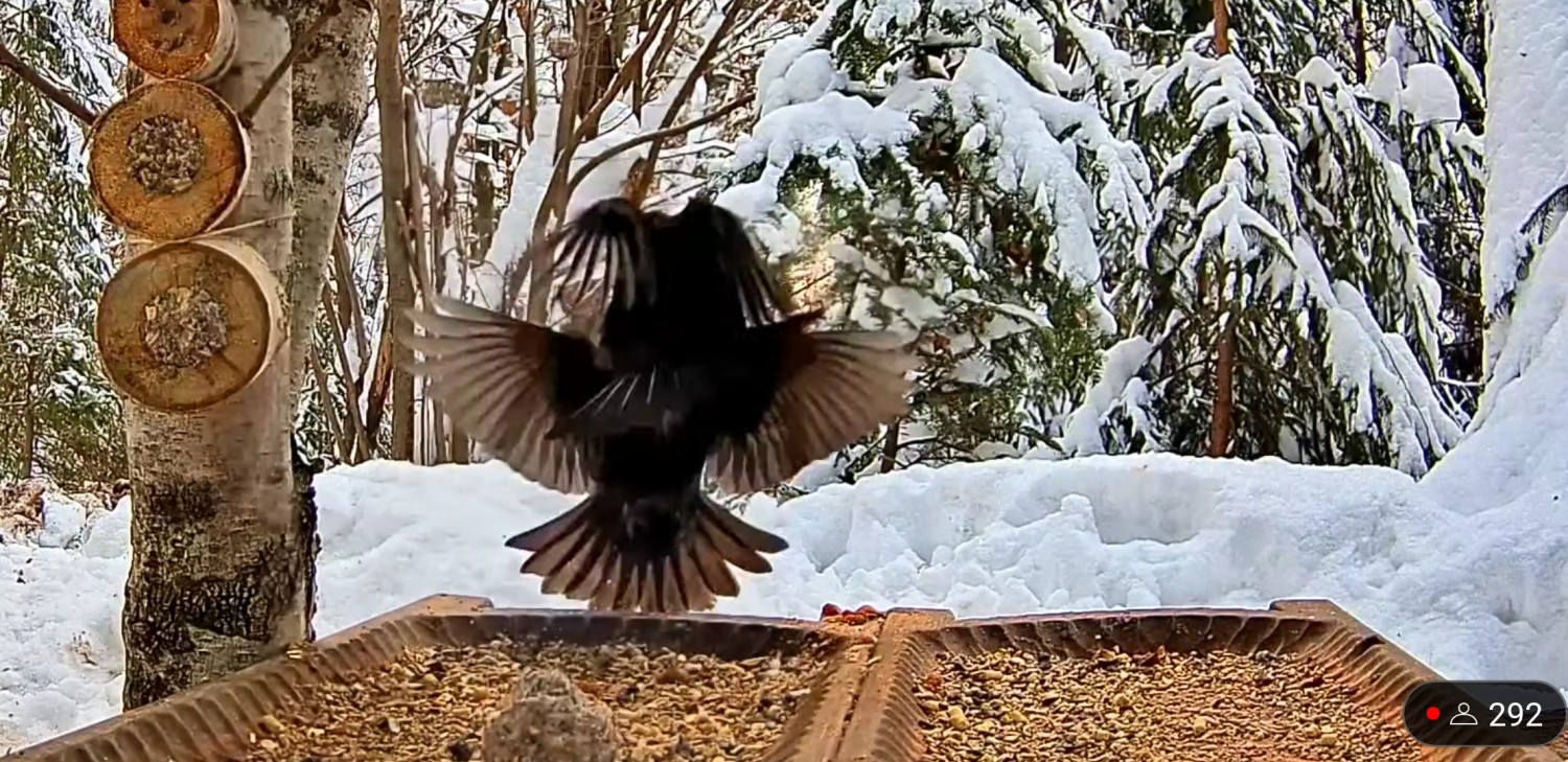 livebirdspoland_761ee7ec5a48bfa57c4d55fe22174b8b.jpg