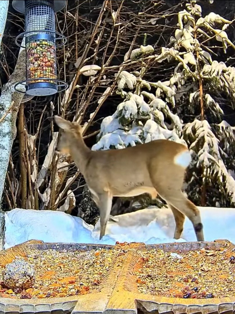 livebirdspoland_22b9bdc9a1b55b219249ccb630464207.jpg