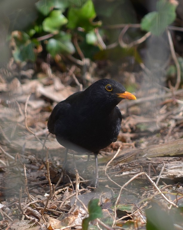 livebirdspoland_1be250bf44ac1c6c97eae8874cfb288c.jpg