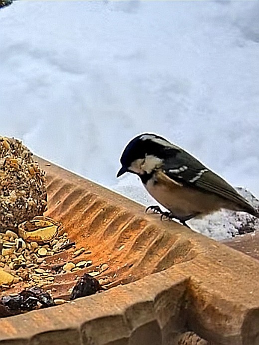 livebirdspoland_e9f7e047cf68956896419be6e2b8401d.jpg