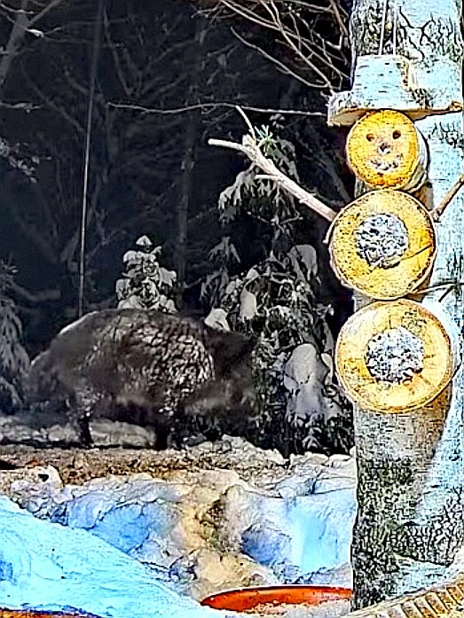 livebirdspoland_cb0a147561399fc9e9b0e833d83bd51f.jpg