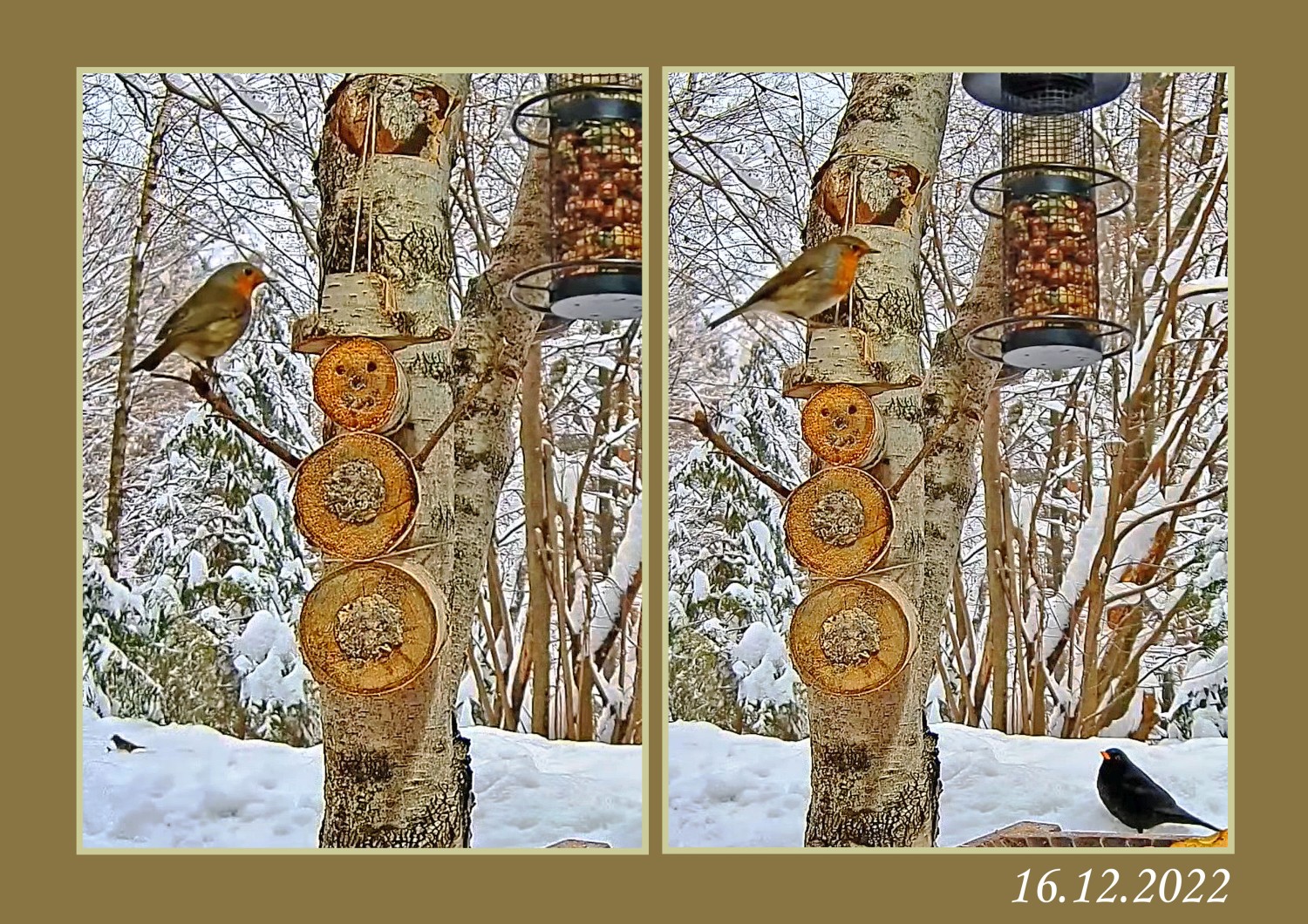 livebirdspoland_14cd9c31ea9f8de5284cd83694576c38.jpg