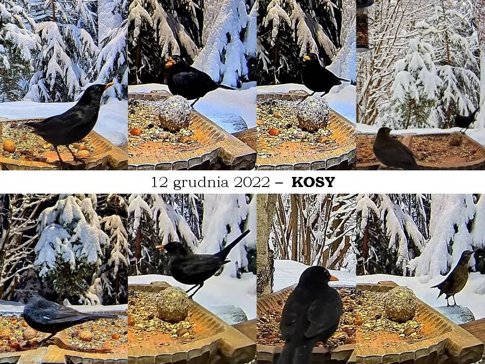 livebirdspoland_0dbf7b0756689143c347331ed9ba1b1a.jpg