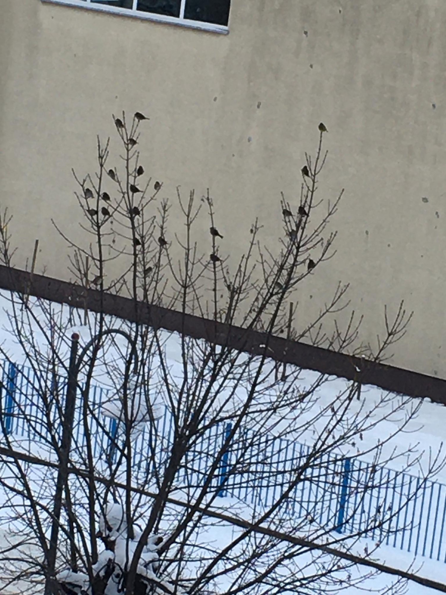 livebirdspoland_be38c6d03757a0237ae079349ab69df0.jpg