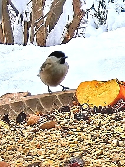 livebirdspoland_d836b5b84a5e9312be28d86a1422a944.jpg