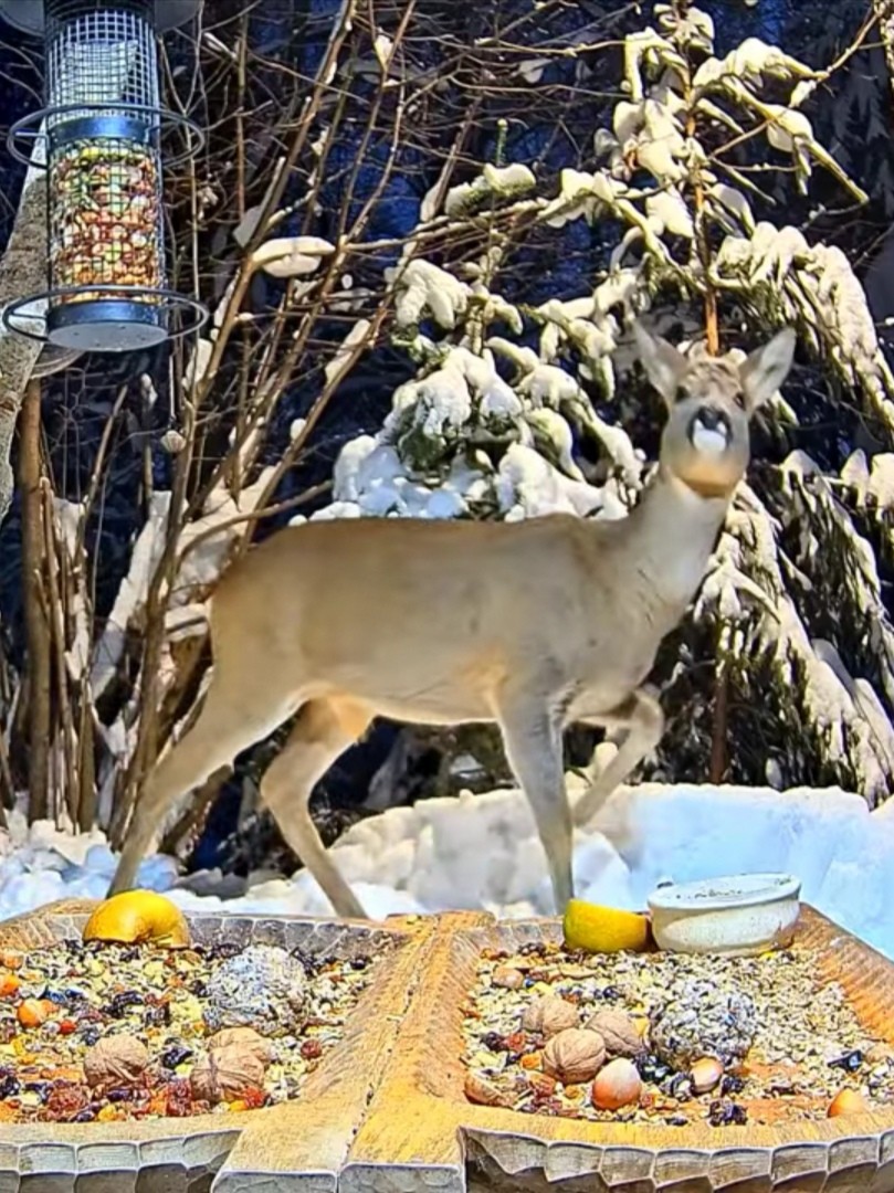 livebirdspoland_a661e335dac72496749546295d9a9562.jpg