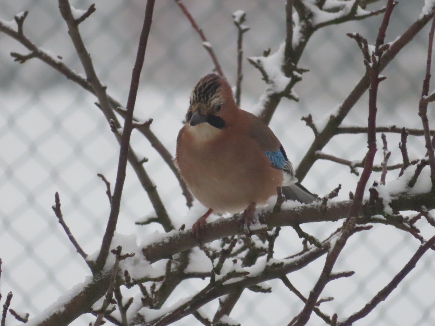 livebirdspoland_1a6de95375f466c95c2bc2150cb6fb50.jpg
