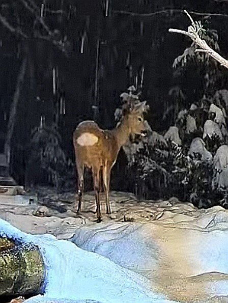 livebirdspoland_926ae4a2d46ad1abd4d0c068d2f7d83d.jpg