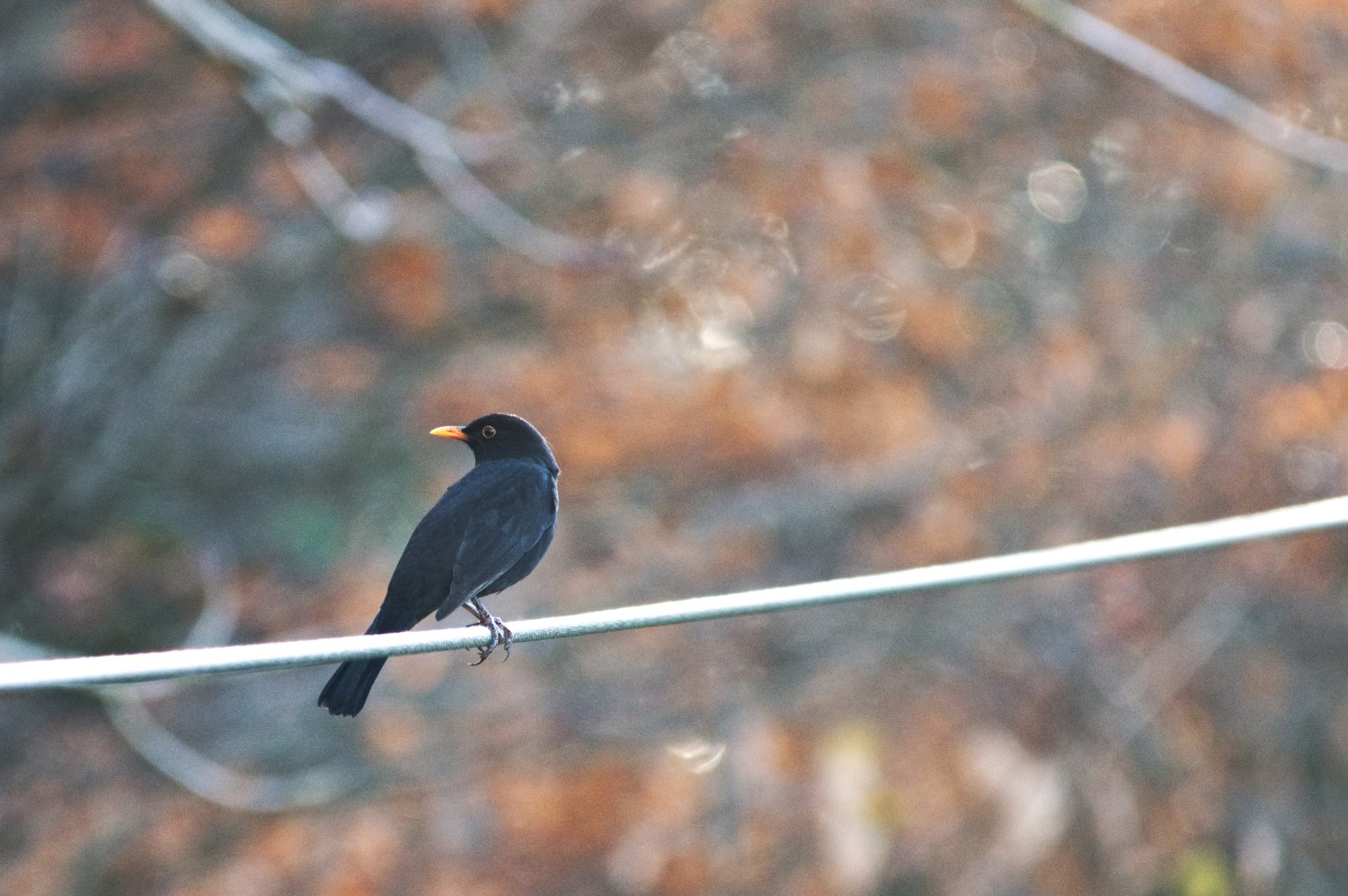 livebirdspoland_a749bcabc09a888311b045a687a8d5c4.jpg