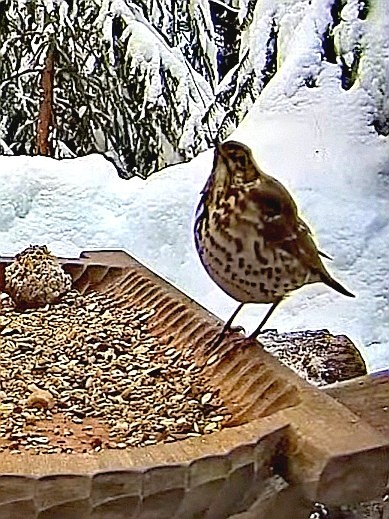livebirdspoland_792562ad733ad8edfdac50a8c8bd05ef.jpg