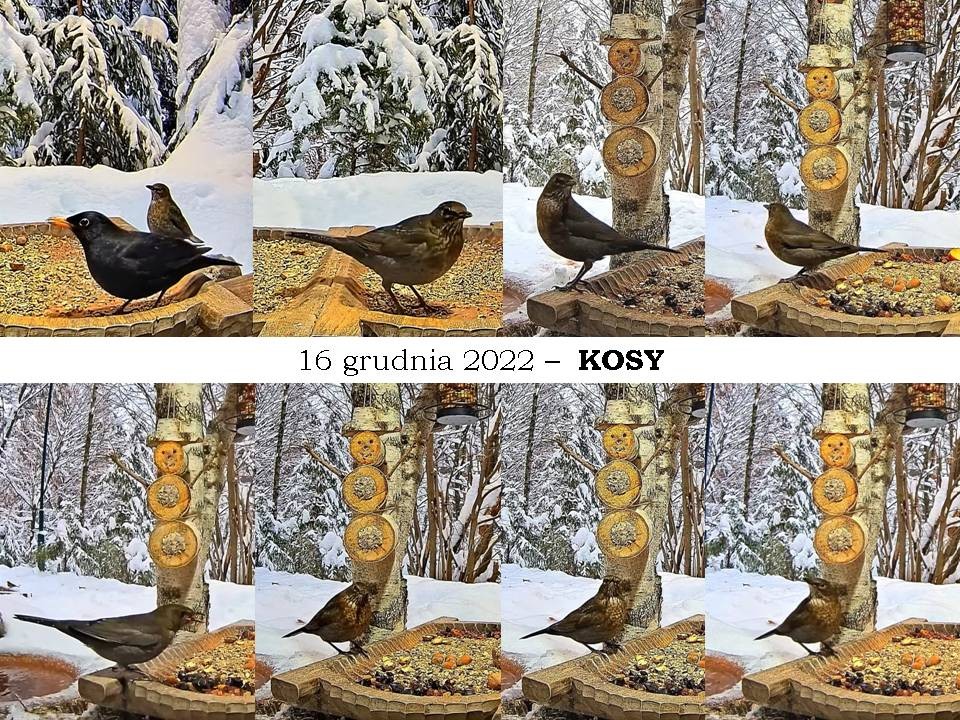 livebirdspoland_ab22b4e1129e5a93d4d9d7c99ab9cc6f.jpg