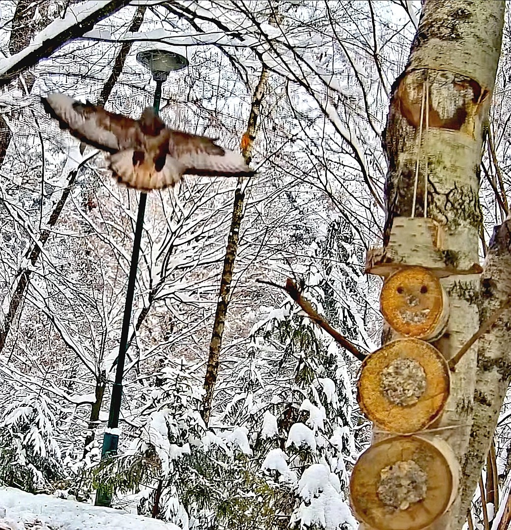livebirdspoland_9b1e6845711d897202afde71fa68e1f2.jpg