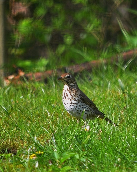 livebirdspoland_43adcb27ae1c57e936afd6d9daf09067.jpg