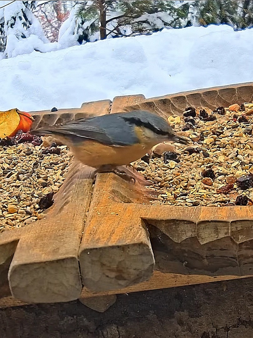 livebirdspoland_ddfdda93536ea501fadc55438e0ca81c.jpg