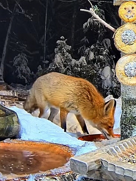 livebirdspoland_5f2f9dac51a8b031e94b30b0049c3122.jpg