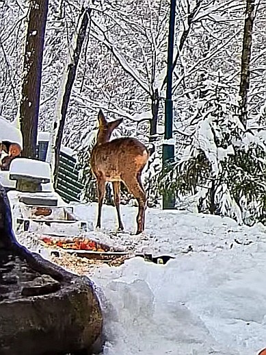 livebirdspoland_914cc518a88f8ccf49d524ab559a684e.jpg