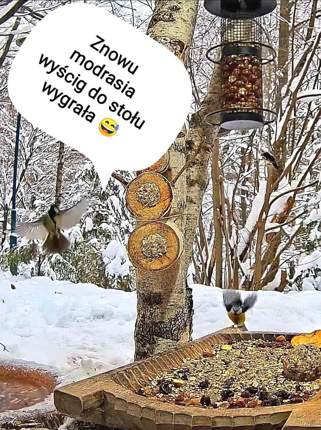livebirdspoland_92eab3145a0f34324cd9aff75c3f9c0b.jpg