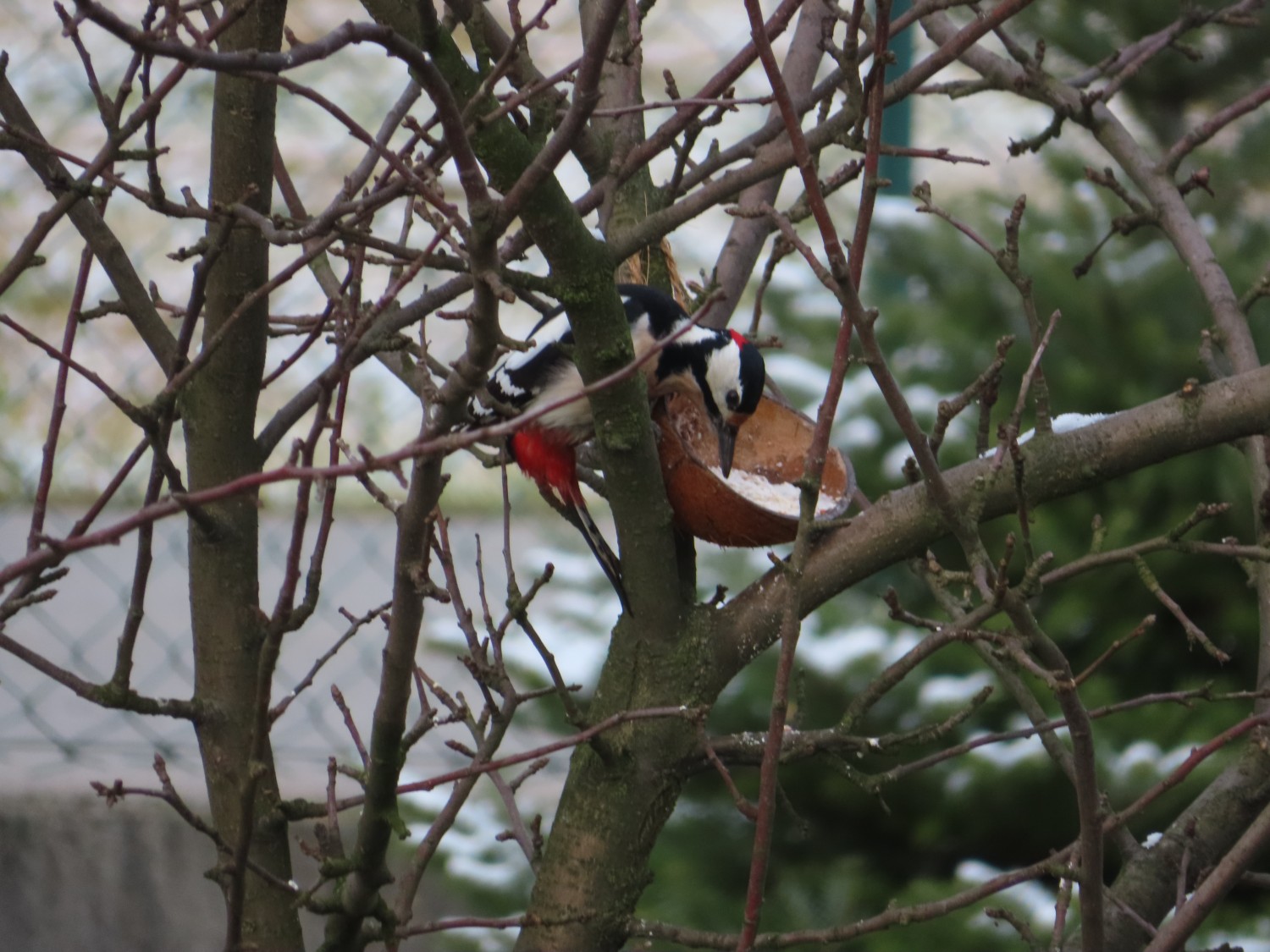 livebirdspoland_2236feaf089446c17c360165ba2d65df.jpg