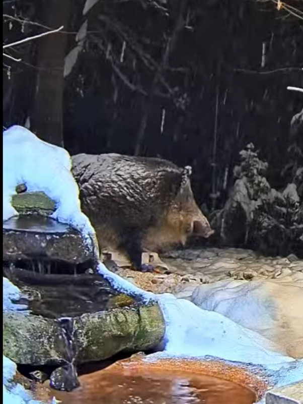 livebirdspoland_1e324b11b74a7006081cabb75fe1a523.jpg