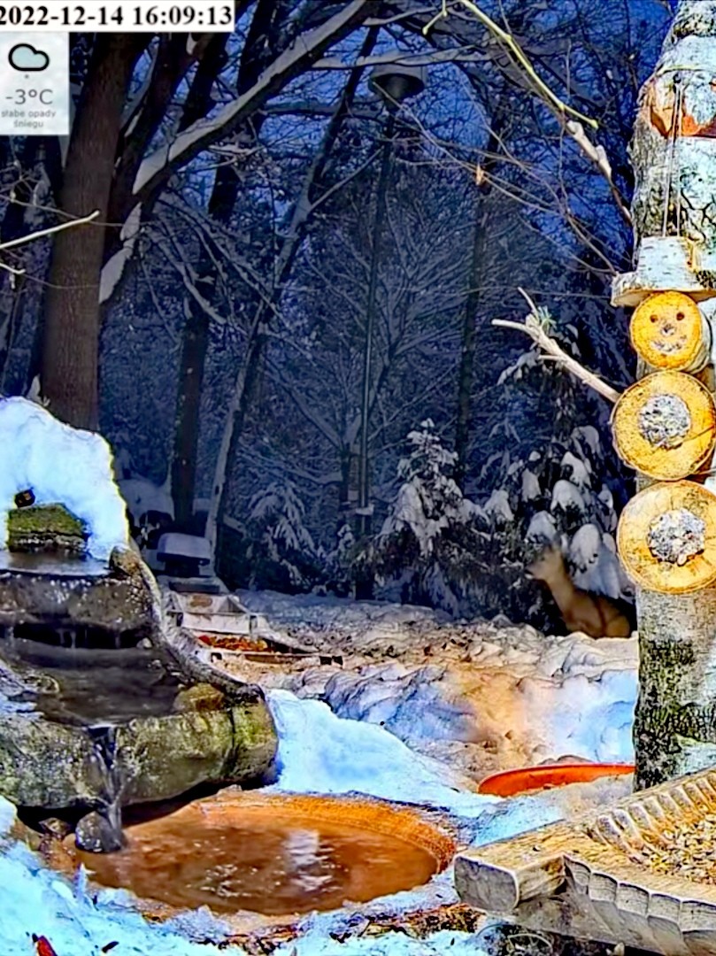 livebirdspoland_16a41eebd06a351b9f1d94dace0d54df.jpg