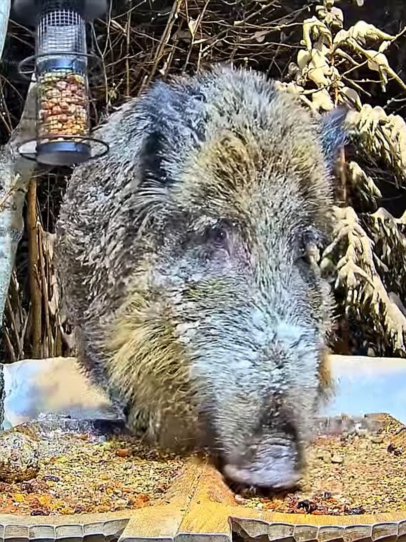 livebirdspoland_7ecfae33a857a0ee1ed4bf35816a1c5e.jpg