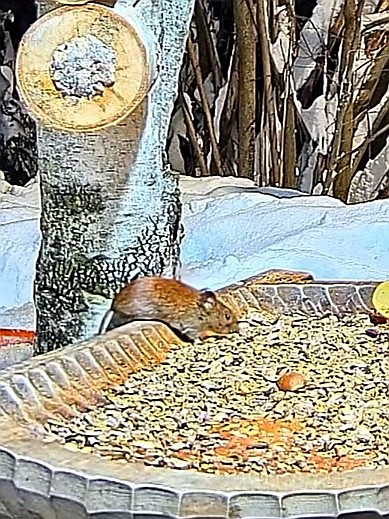 livebirdspoland_2273b295b30518cff8082dd81cf59ce7.jpg