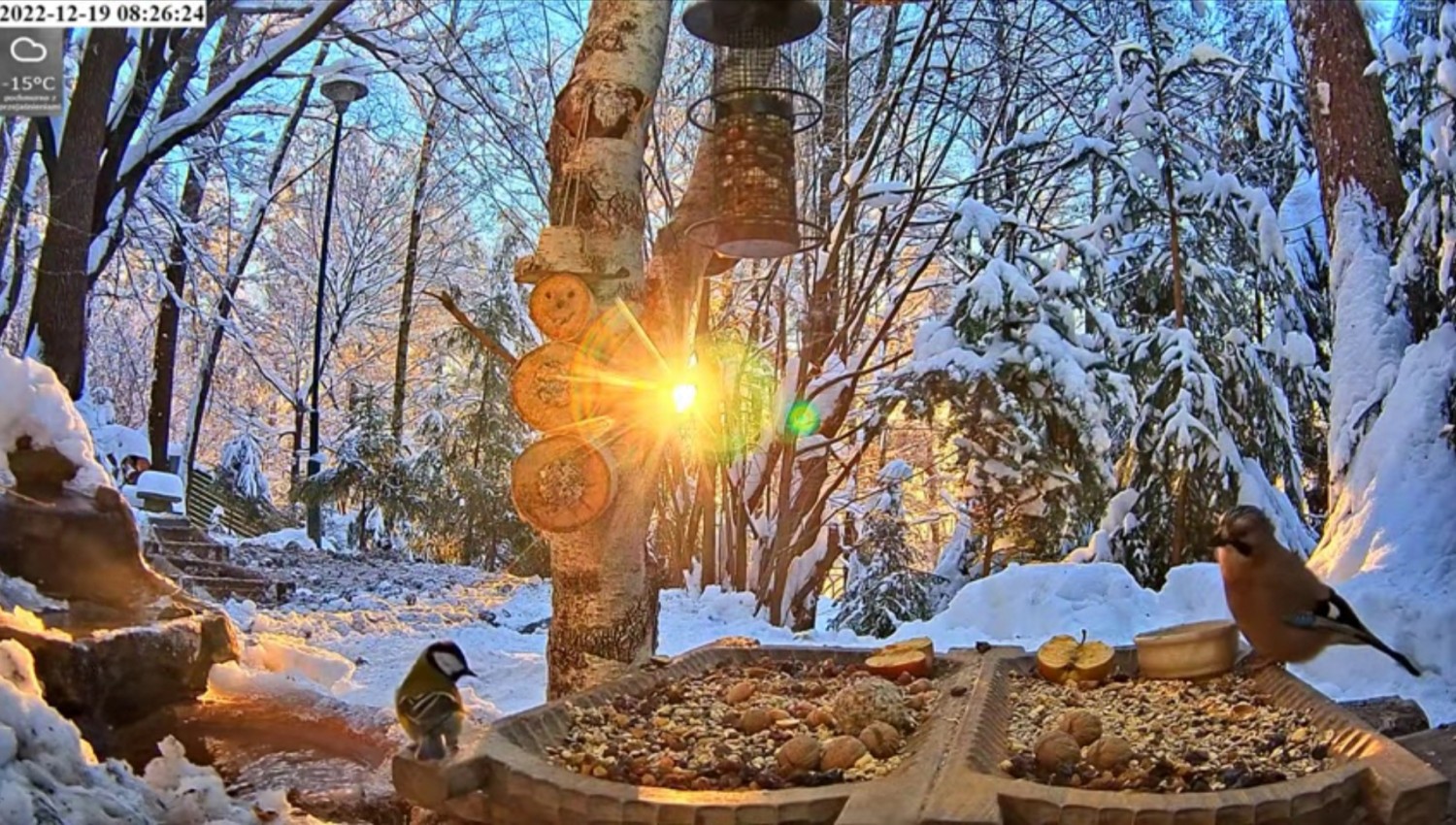 livebirdspoland_708ea8d014a37d634d52f60b89d40943.jpg