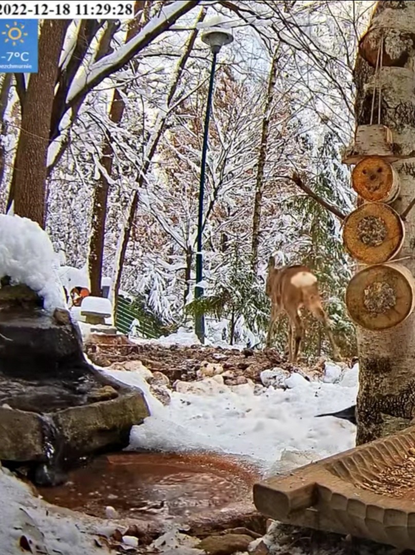livebirdspoland_7f6a0566d8147510d5c6543bb4b6795f.jpg