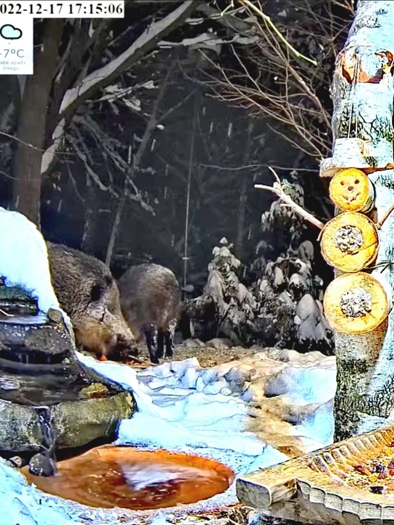 livebirdspoland_84d9c91b0b5d82ab06ef8f25b3817f25.jpg