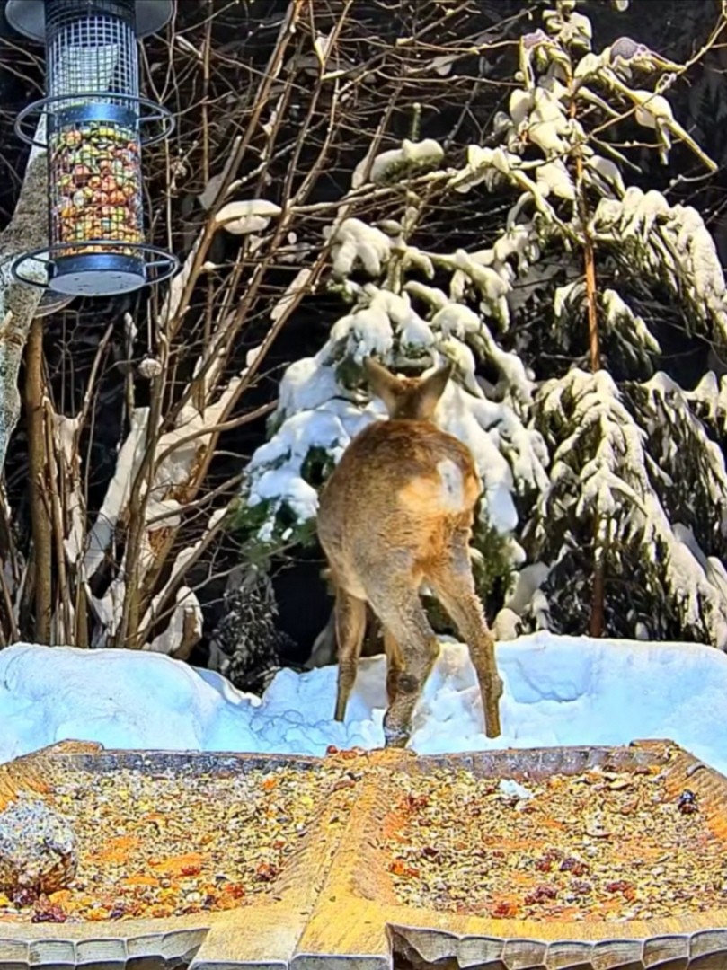 livebirdspoland_17bbbe5ce5aa9a40a126555b59f09fbf.jpg