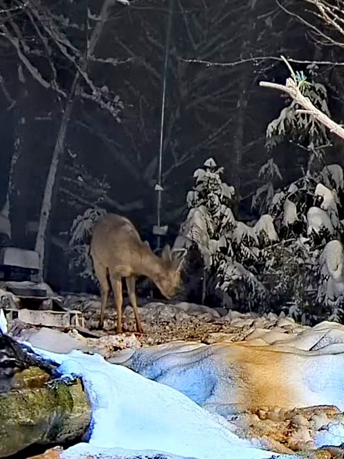 livebirdspoland_15cf055f5a2bfae83f52344ac9f51742.jpg