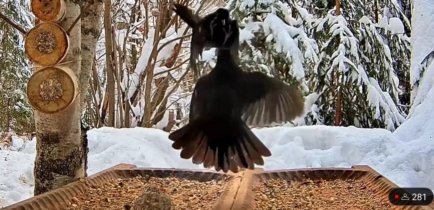 livebirdspoland_d1f3d4c370af2c0805620e2709a14a14.jpg