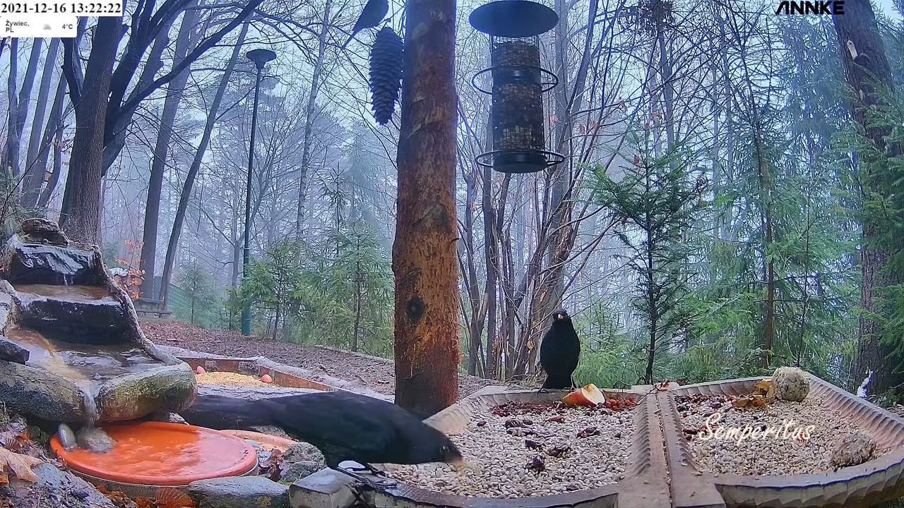 livebirdspoland_c83262be1cfb4ce0038c8c3255dfe48b.jpg