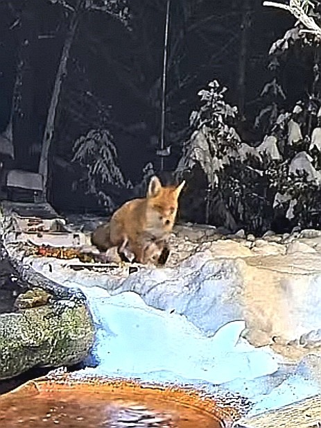 livebirdspoland_855b2eac164451882934cb1049b97118.jpg