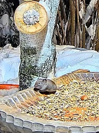 livebirdspoland_64dacb2388bb54f4da94d316b31fa11e.jpg