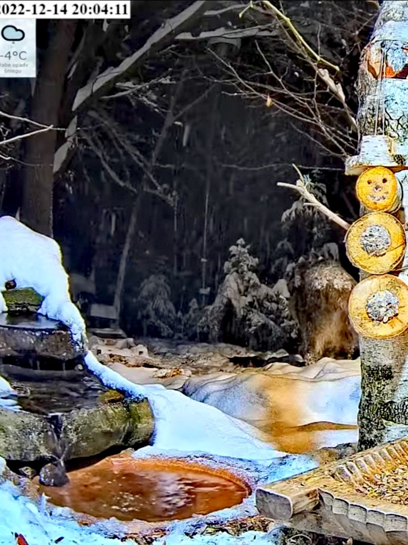 livebirdspoland_3a51db69b7a0dbc9b59d68e690412161.jpg